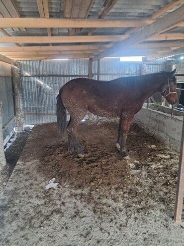 сколько стоит корова: Продаю | Конь (самец) | Рабочий — 3