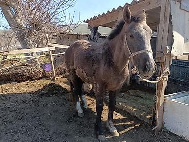 чистокровный лошадь: Продаю | Кобыла (самка) | Полукровка | Рабочий — 7