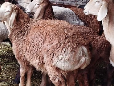 обмен на хаски: Продаю | Ягненок | Для разведения — 1