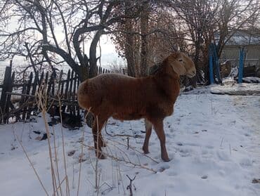 Кошки: Продаю | Баран (самец) | Для разведения | Осеменитель — 4