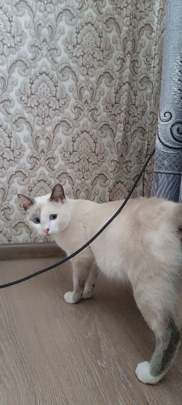 дом для кош: Сиам, 6 айлык, Ургаачы — 5