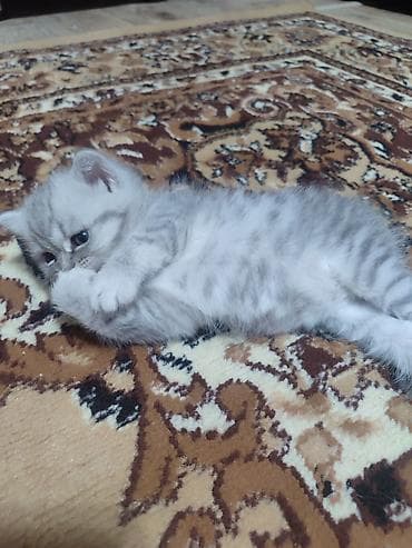 котята вислоухие: Скотиш Фолд (Шотландская вислоухая), 2 месяца, Мальчик — 3
