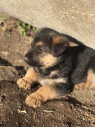 туретский кангал: Овчарка, 1 айлык, Ургаачы — 1