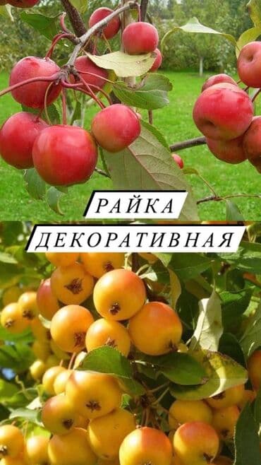 вьющиеся розы бишкек: Декоративные кустарники для сада! - спирея японская - спирея -спирея — 7