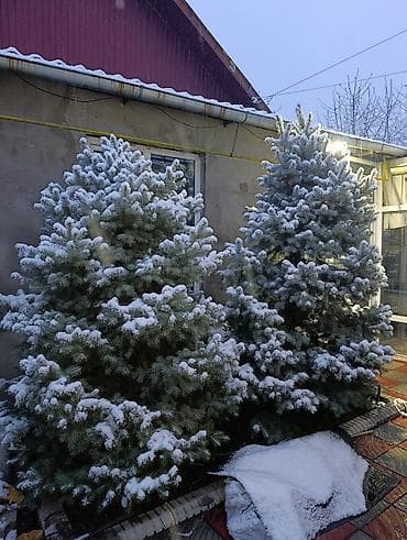 драцена купить: Ели и пихты для участка/декора - Крупномеры 3–5 м: густые, ровные, с — 5