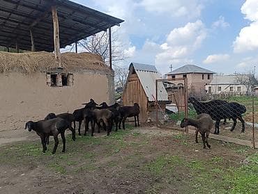 С/х животные и товары: Продаю | Ягненок | Арашан | Для разведения | Ярка — 4