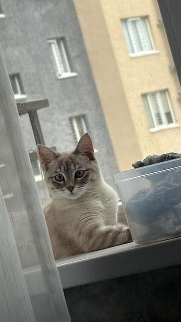 Кошка даром: Сиамская, 10 месяцев, Девочка, Кастрирована, Приучена к лотку, Проглистована — 1