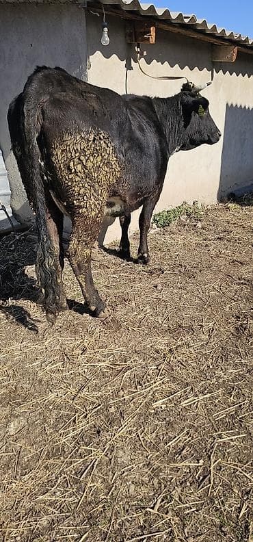 собаку алабай: Продаю | Корова (самка), Бык (самец), Тёлка | Алатауская | Для разведения, Для молока | Стельные — 6