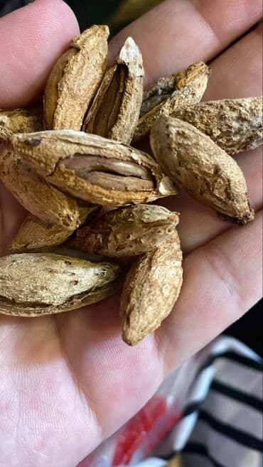 жасалма гулдор: Лейлектин жесең өрүгүн көтөрүлөт көңүлүң, күнүдө 1,2 ден жеп турсаң — 4