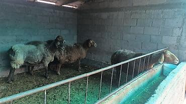 продаю голубь: Продаю | Овца (самка) | Арашан | Для разведения | Матка — 4