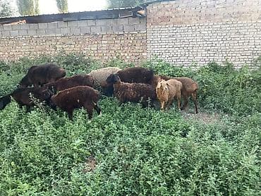 кури: Продаю | Овца (самка) | Для разведения | Матка — 4