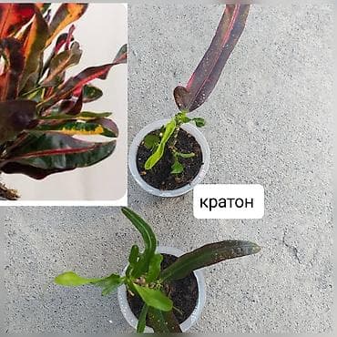 Комнатные растения: Продаю цветы — 8