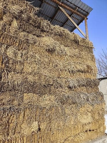 Тюки соломы под навесом. Описание: плотный 1й укос цена договорная