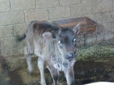 домик для хомяка: Продаю | Музоо, торпок | На откорм | Привязанные — 4