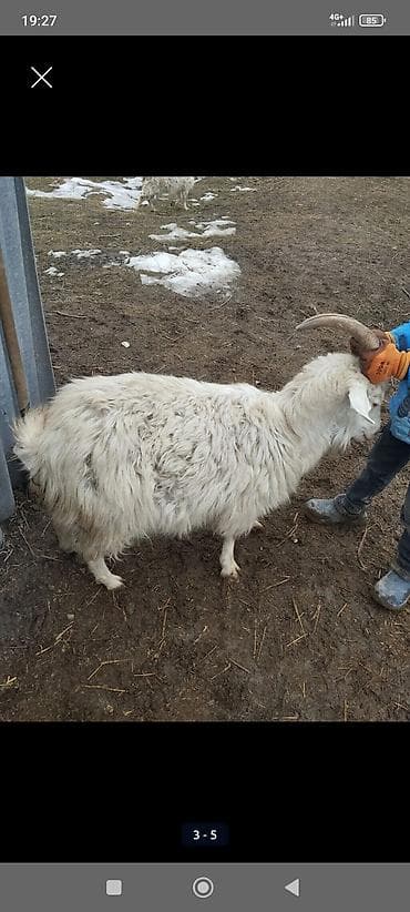 Кошки: Продаю | Козёл (самец) | Полукровка | Для разведения | Осеменитель — 4