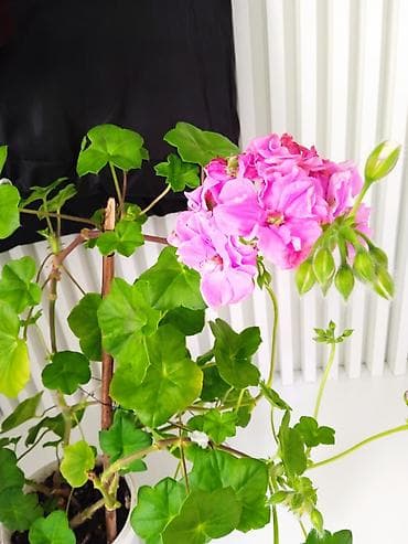 пеларгония: Комнатные растения в горшках: 1) Пеларгония (герань) с крупными — 2