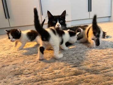 купить домик для кошки недорого: Черно-белые котята, помет из нескольких малышей. Окрас — 2