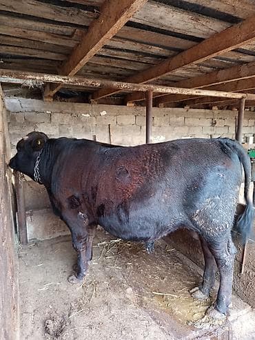 Продаю | Бык (самец) at lalafo.kg Продаю | Бык (самец)