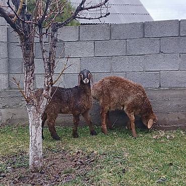 кози: Продаю | Ягненок | На забой — 2