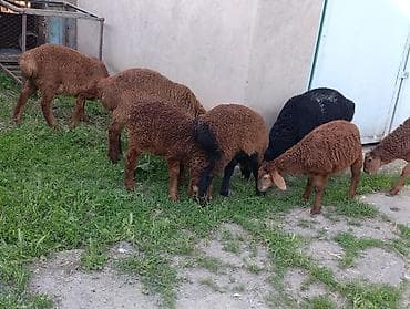 другие животные: Продаю | Ягненок — 4