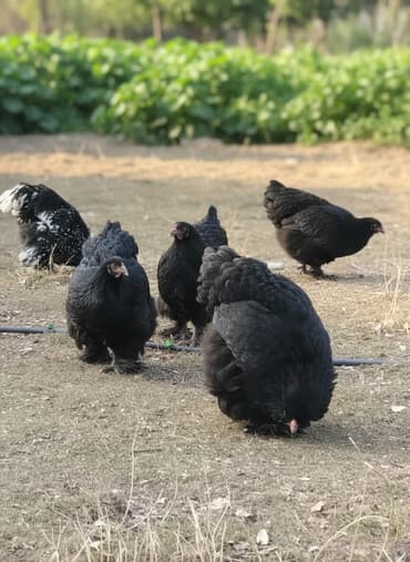 Собаки: Продаю | Куры, Петух | Кохинхин | Для разведения — 2