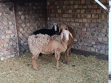 Животные: Продаю | Овца (самка) | Для разведения | Матка — 1