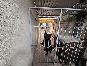 Продажа домов: Дом Шикарный звоните
У леса
карагачи
карагачи — 6