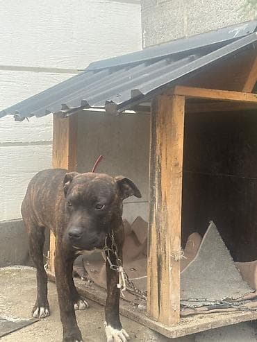 Бакча эмереги: Беседка Жыгач — 1