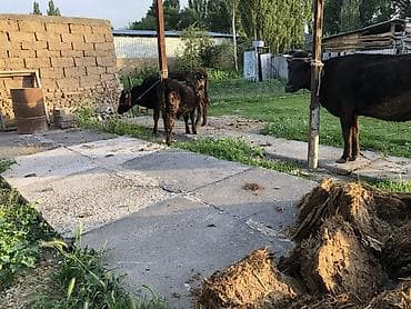 бука сатам: Продаю | Корова (самка), Бык (самец) | Ангус, Абердин-ангус | На откорм, Для разведения, Для молока — 5