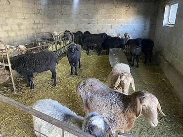 сиамский кот сколько стоит: Продаю | Овца (самка), Баран (самец) — 3