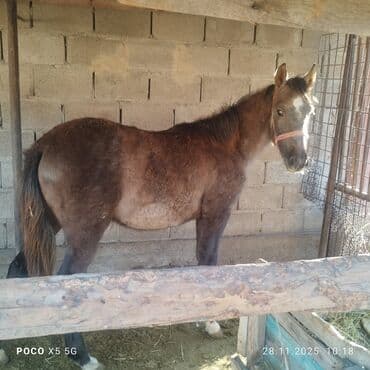 Продаю | Кобыла (самка) | Для разведения, Конный спорт | Племенные