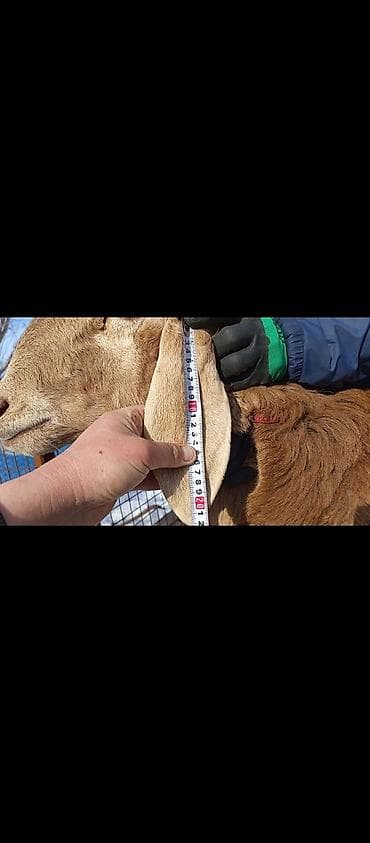 матки котные: Продаю | Овца (самка) | Для разведения | Матка — 4