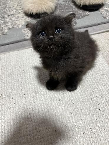 отдам даром котенка бишкек: Отдам котят в хорошие руки — 2