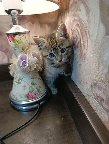 бенгальский кот: Беспородная, 2 месяца, Мальчик, Приучена к лотку — 9