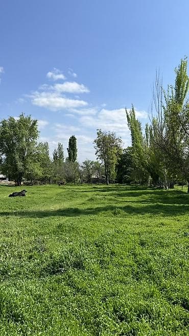 участк: Продается участок в селе Алексеевка 19 соток Большая часть участка — 6