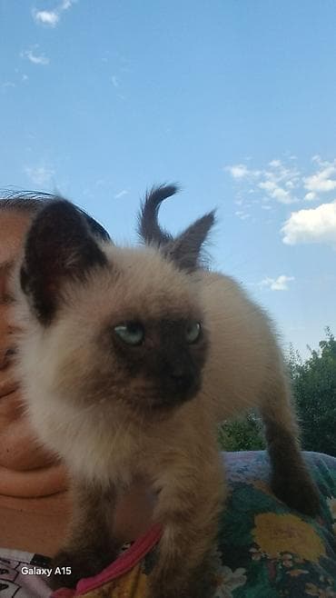 симс: Котёнок с сиамским окрасом (поинтовый). Ласковый, контактный, любит — 4