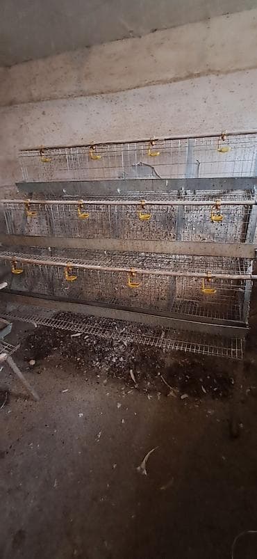 Многоярусные клетки для содержания кур‑несушек (батарея клеточная) -