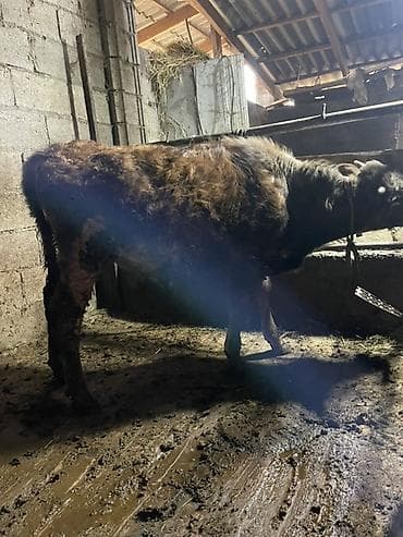 Продаю | Бык (самец) | На откорм | Привязанные