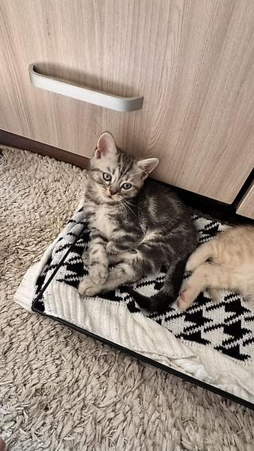 Кошки: Порода: шотландские котята (в помете есть вислоухий и прямоухий) — 3