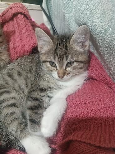 купить сиамских котят: Котята, тигровые полосатые, короткошёрстные. Описание: - Два ласковых — 3