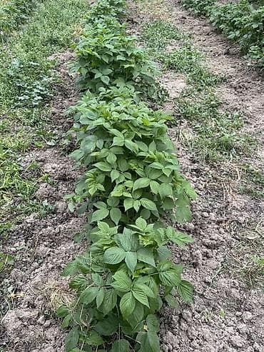 Маравилла, один из популярных ремонтантных сортов малины (дает урожай