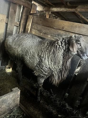 бирка для животных: Продаю | Баран (самец) — 5