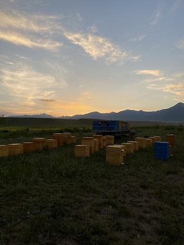 рыбы купить: Натуральный суусамырский мёд из собственной кочевой пасеки. Цена 600 — 5