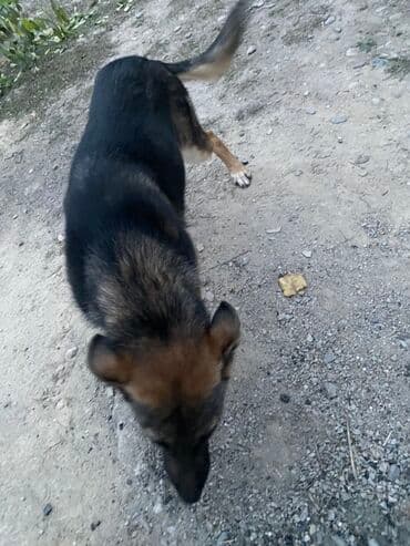 купить щенка немецкой овчарки из питомника: 7 месяцев, Самка — 3