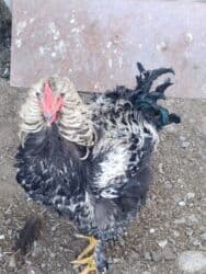 продажа домашних животных: Продаю петухов порода Курчавые — 5