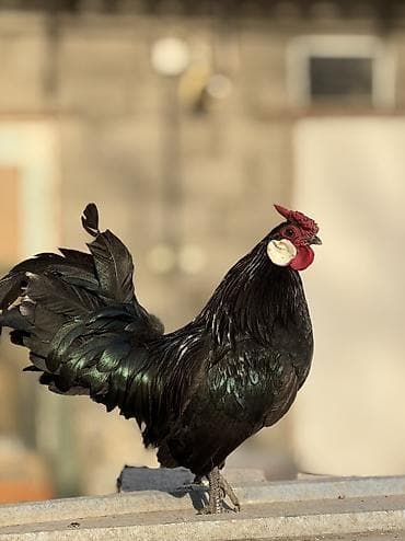 рушеная кукуруза: Продаю | Куры, Петух — 1