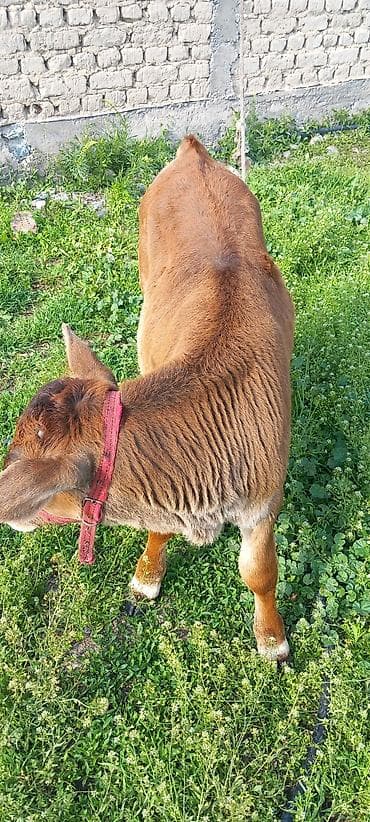 лайка собаки: Продаю | Музоо, торпок | На откорм | Привязанные — 6