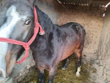 кызыл октябрь: Сатам | Бээ (ургаачы) | Союуга, Көбөйтүү үчүн, Жумушка — 3