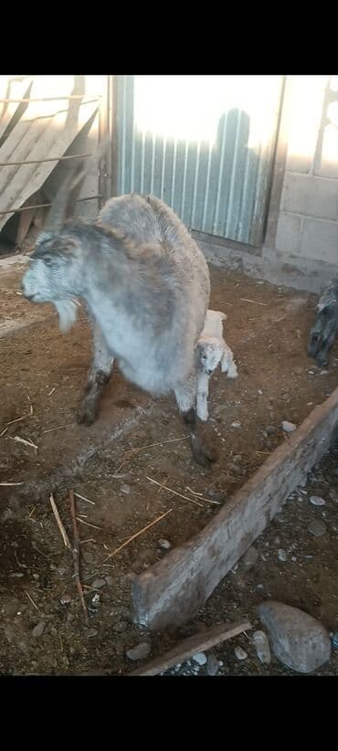 оптом эчки: Сатам | Эчки (ургаачы), Теке (эркек), Улак | Аргын, Битал | Союуга, Көбөйтүү үчүн, Сүт алуу үчүн | Бооз, Жасалма жол менен боозутуу — 2