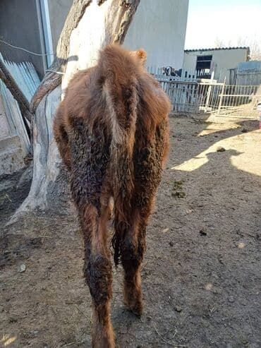 отдам даром вислоухого котенка: Продаю | Тёлка | На откорм | Привязанные — 11